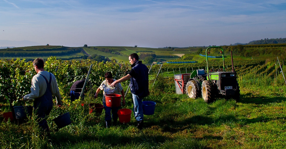 Ferienwohnung des ökologischen Weingut Schmidt im Kaiserstuhl für Rotwein Auslese, Beerenauslese, Auxerrois und Spätburgunder in Bio-Qualität