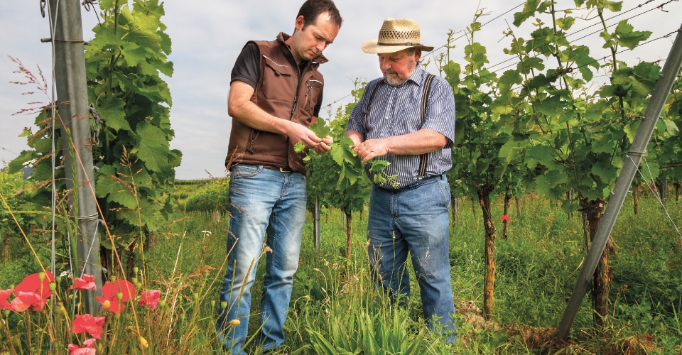 Martin und Richard Schmidt in den Reben