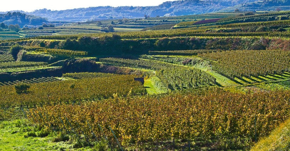 Reben am Kaiserstuhl